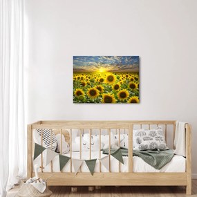 Obraz - Slnečnica pri západe slnka (70x50 cm)