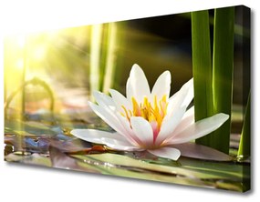 Obraz Canvas Kvet vodné lilie 140x70 cm