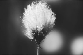 Obraz - Čiernobiely cottongrass (90x60 cm)