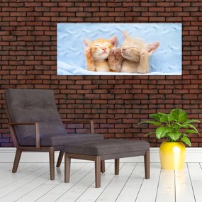 Obraz - Spiace mačiatka (120x50 cm)