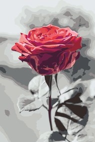 Gario Maľovanie podľa čísel Rozkvitnutá ruža Rozmery: 80 x 120 cm, Rámovanie: Iba zrolované plátno