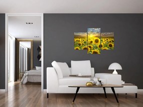 Obraz - Slnečnica pri západe slnka (90x60 cm)