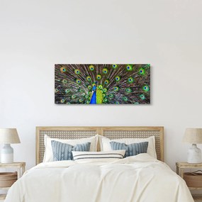 Obraz - Páv (120x50 cm)