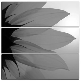 Obraz na plátne - Slnečnica kvet - štvorec 3201QD (105x105 cm)