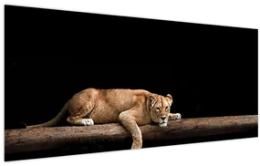 Obraz - Levice (120x50 cm)