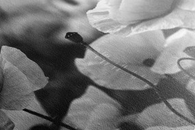 Obraz krásne pole vlčích makov v čiernobielom prevedení - 120x60