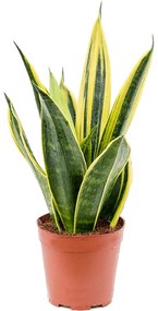 Sansevieria trif.Golden Flame 14x35 cm