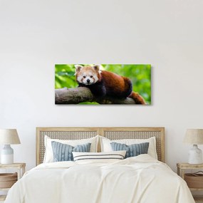 Obraz pandy červenej (120x50 cm)