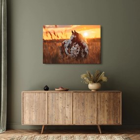 Obraz - Kôň pri západe slnka (90x60 cm)