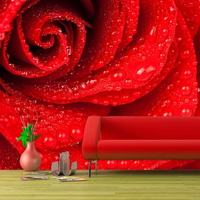 Sablio Tapeta Květ Ruža - 336x220 cm
