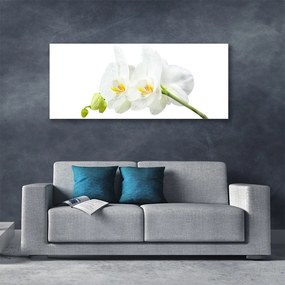 Obraz plexi Plátky kvet bíla orchidea 125x50 cm