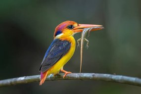 Fotografia Close-up of kingfisher perching on branch,Tambon, BP Chua / 500px, (40 x 26.7 cm)