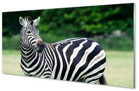 Sklenený obraz Zebra box 140x70 cm