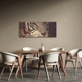Obraz tigra (120x50 cm)