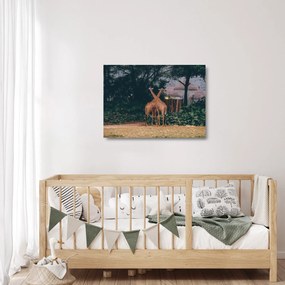 Sklenený obraz dvoch žiráf (70x50 cm)