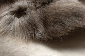 Koberec RENIFER POK019 hnedý