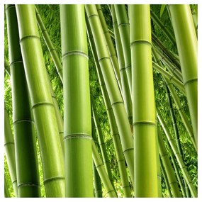 Fototapeta Bambus 2