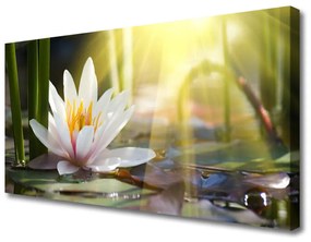 Obraz Canvas Vodné lilie slnko rybník 140x70 cm