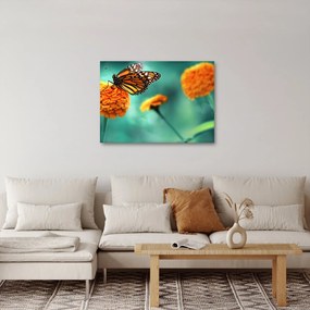 Obraz motýľa (70x50 cm)