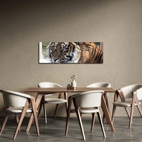 Obraz tigra (s hodinami) (90x30 cm)