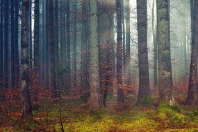 Samolepiaca fototapeta tajomstvo lesa (2)