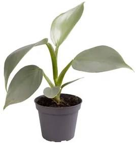 Philodendron silver dust 6x12 cm