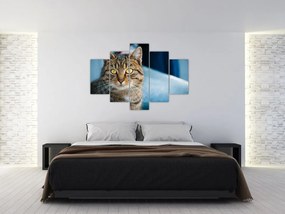 Obraz - Mačka domáca (150x105 cm)