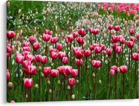 Obraz tulipánov (70x50 cm)
