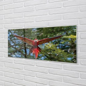 Obraz na akrylátovom skle Ara papagáj 120x60 cm