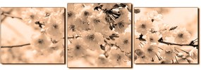 Obraz na plátne - Čerešňový kvet - panoráma 5279FD (120x40 cm)
