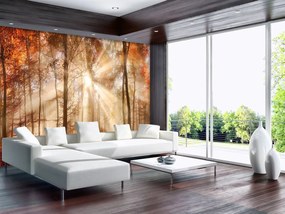 Fototapeta - Jesenný les v slnku (254x184 cm)