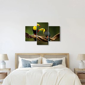 Obraz sediacich tukanov, Costa Rica (90x60 cm)