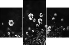 Obraz - Lúka s cottongrass N⁰1 (90x60 cm)