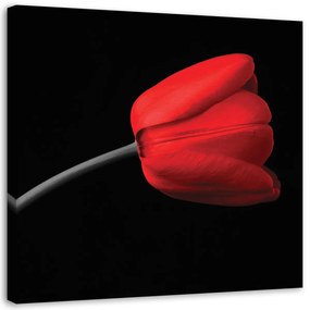 Obraz na plátně Červený tulipán Černé pozadí - 60x60 cm