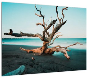 Obraz - Vyplavenie na pláži (70x50 cm)