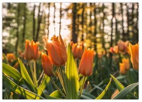 Obraz - kvety tulipánov (70x50 cm)