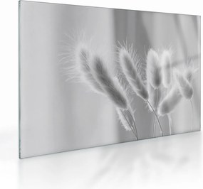 Sklenený obraz - Bunny tail grass (70x50 cm)