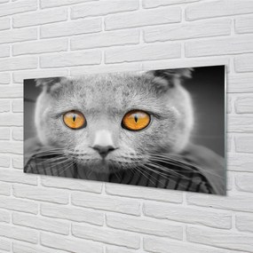 Obraz na akrylátovom skle Sivá britská mačka 140x70 cm