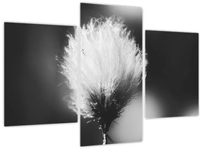 Obraz - Čiernobiely cottongrass (90x60 cm)