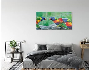Obraz na akrylátovom skle Farebný papagáj stromu 125x50 cm