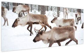 Obraz - Soby (120x50 cm)