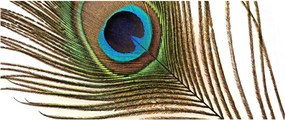 Obraz pávieho peria (120x50 cm)