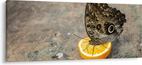 Obraz motýľa (120x50 cm)