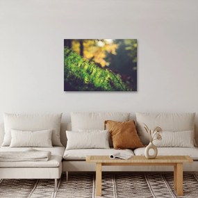 Obraz machu s hubou (70x50 cm)