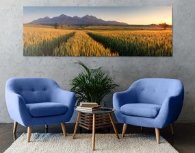 Obraz západ slnka nad pšeničným poľom - 150x50