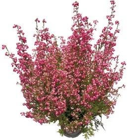 Vresovec kapský FloraSelf Erica gracilis kvetináč Ø 11 cm 1 ks, rôzne farby