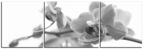 Obraz na plátne - Orchidea kvet izolovaná na bielom pozadí - panoráma 5222QC (120x40 cm)
