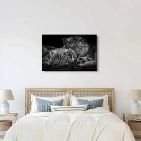 Obraz - Odpočívajúci gepardy (90x60 cm)