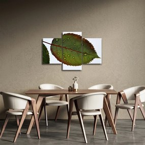 Obraz - List ruže (90x60 cm)