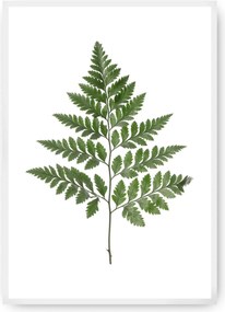 Plagát Fern Green